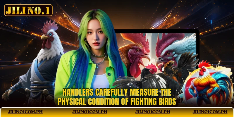 Handlers carefully measure the physical condition of fighting birds