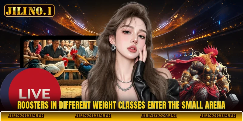 Roosters in different weight classes enter the small arena Roosters in different weight classes enter the small arena